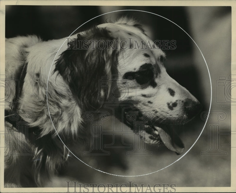 Load image into Gallery viewer, Press Photo English Setter - mjx28602
