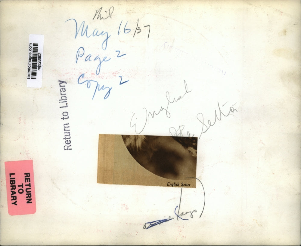 Press Photo English Setter - mjx28602