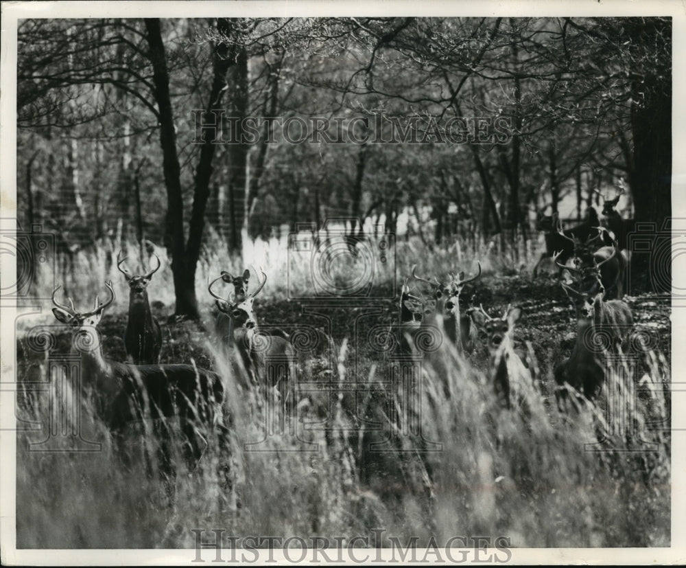 1957 Press Photo Deer in Greensboro&#39;s County Park - mjx28664- Historic Images