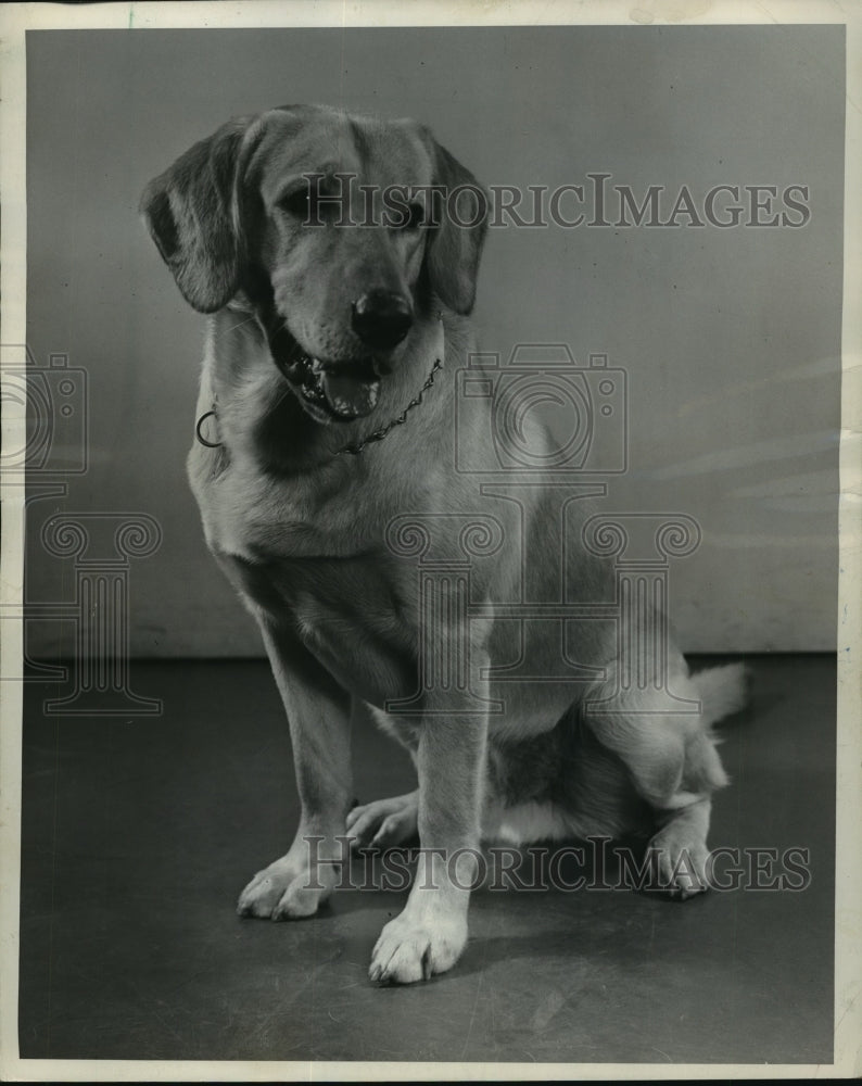 1945 Press Photo Trigger, the 95 Pound, Yellow Labrador Retriever - Historic Images