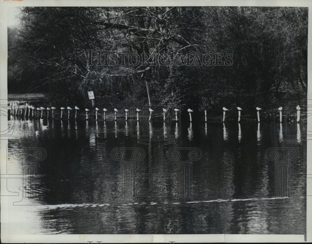 1962 Press Photo Sea gulls lined up at London's Battersea Park - mjx32016- Historic Images