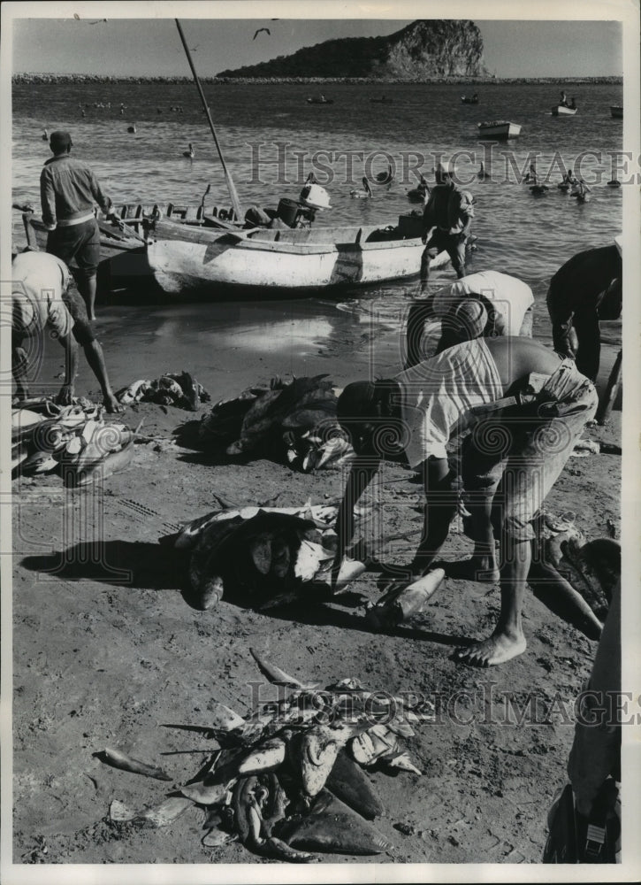 1965 Press Photo Sharks being cleaned on the beach of Mazatlan, Mexico