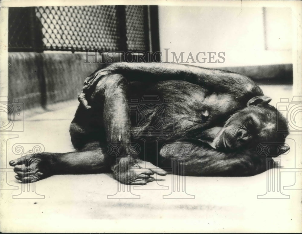 1935 Press Photo Mock the Chimpanzee Takes an Afternoon Nap, London Zoo- Historic Images