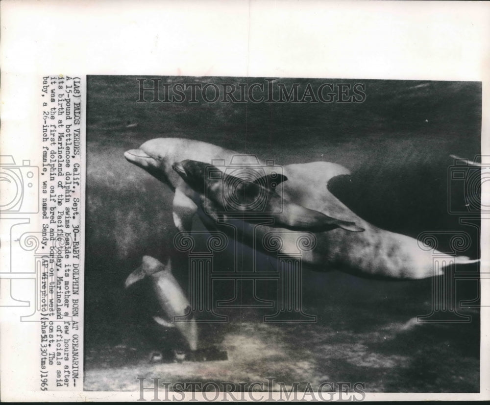 1985 Press Photo Baby bottlenose dolphin, Marineland of the Pacific, California