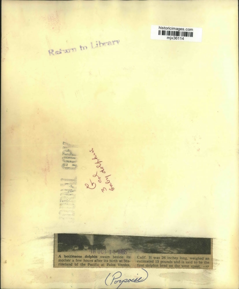 1985 Press Photo Baby bottlenose dolphin, Marineland of the Pacific, California