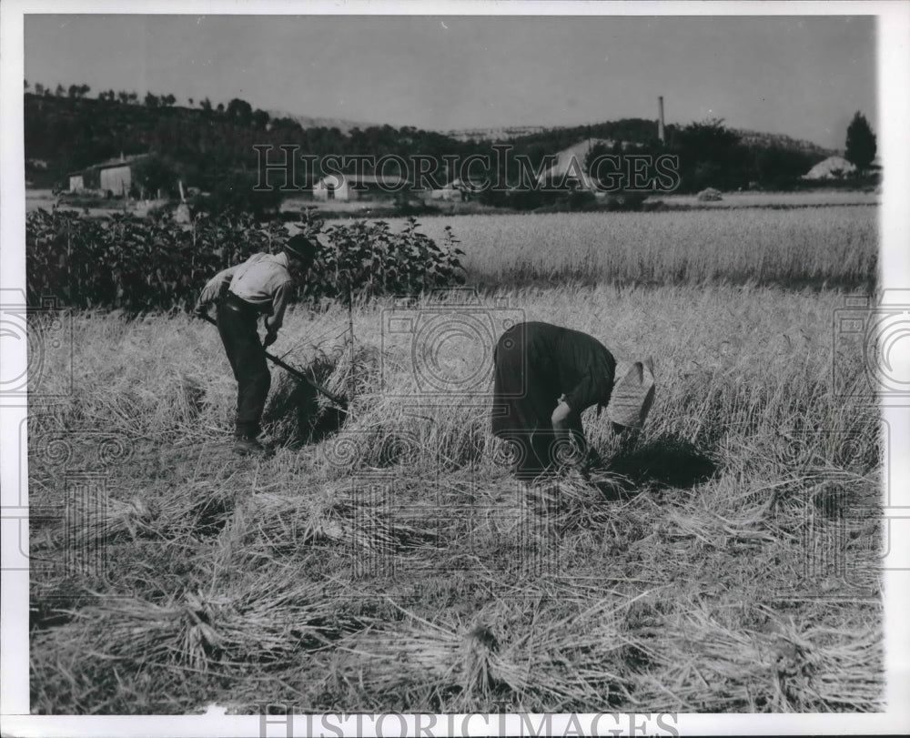 1954 Press Photo Farmers Scythe and Carry Barley By Hand, France - mjx37174- Historic Images