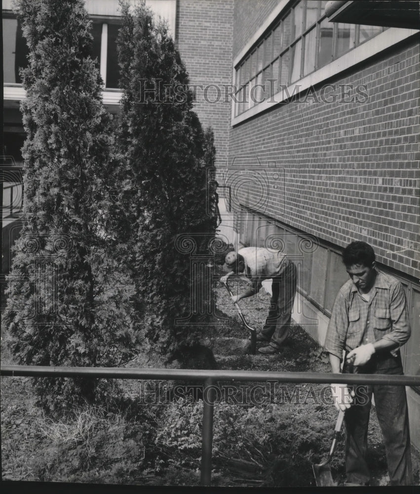 1953 Press Photo Richard MacDonald/Allen La Rock Plant Trees at Milwaukee Arena
