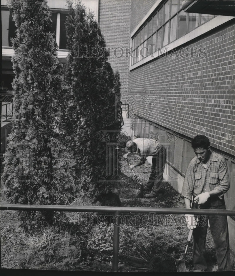 Load image into Gallery viewer, 1953 Press Photo Richard MacDonald/Allen La Rock Plant Trees at Milwaukee Arena
