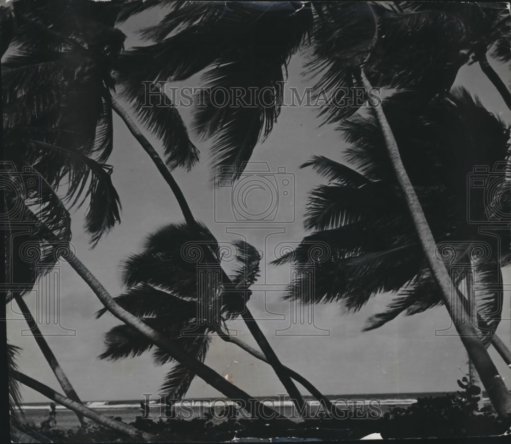 1987 Press Photo Palm Trees Sway in the Wind on St. Croix, Virgin Islands- Historic Images