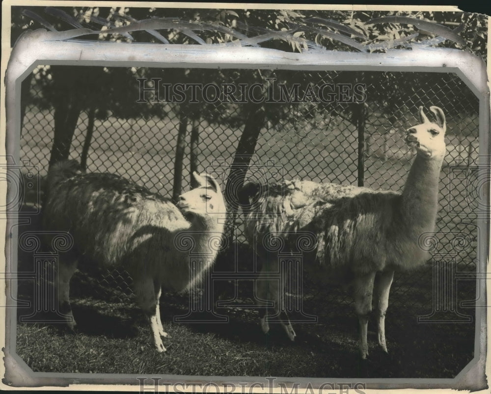 1924 Press Photo South American pair of Llamas at Milwaukee zoo. - mjx40515