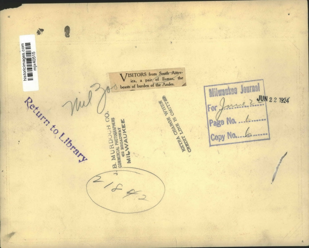 1924 Press Photo South American pair of Llamas at Milwaukee zoo. - mjx40515