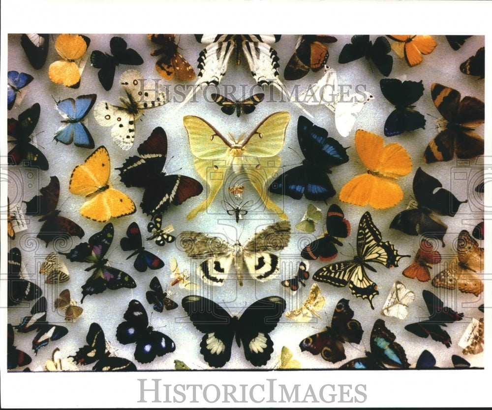 1993 Press Photo Display case of butterflies collected by Phil Holzbauer- Historic Images