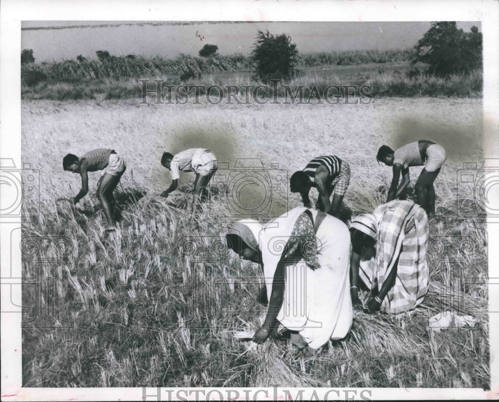 1959 Press Photo Peasants labored in the rice fields of Pakistan. - mjx40913- Historic Images