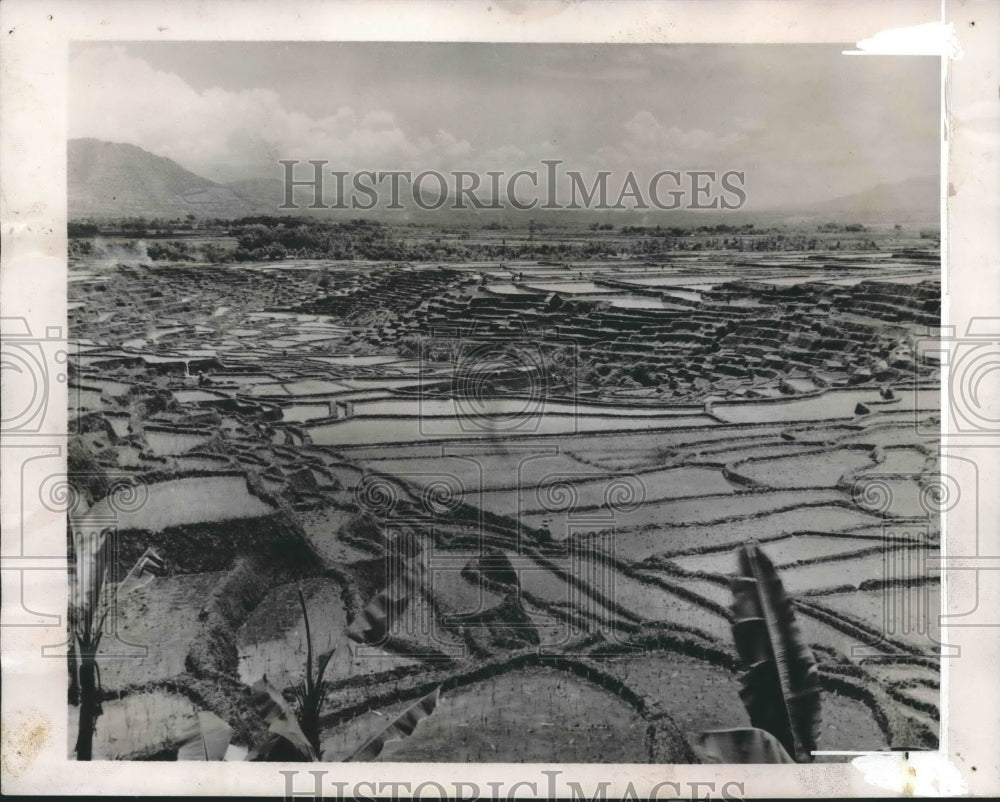 1940 Press Photo View of the land in Java being used for rice paddies- Historic Images