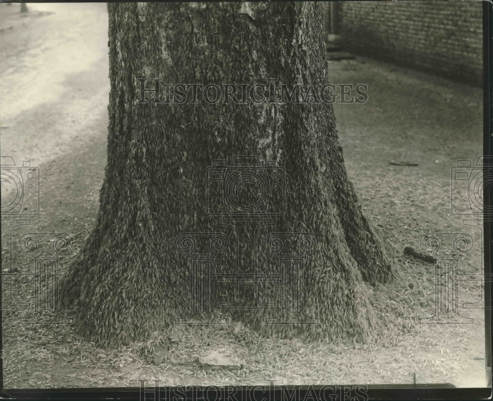 1931 Press Photo Swarm of grasshoppers on elm tree trunk in Oshkosh - mjx41063