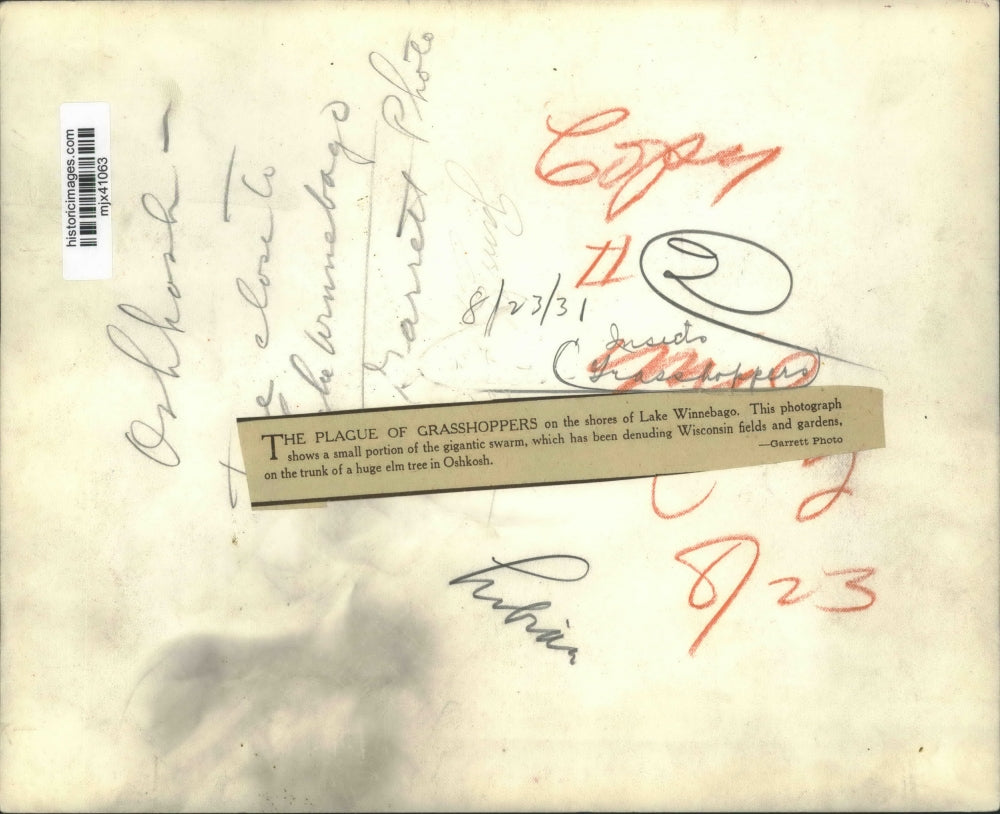 1931 Press Photo Swarm of grasshoppers on elm tree trunk in Oshkosh - mjx41063