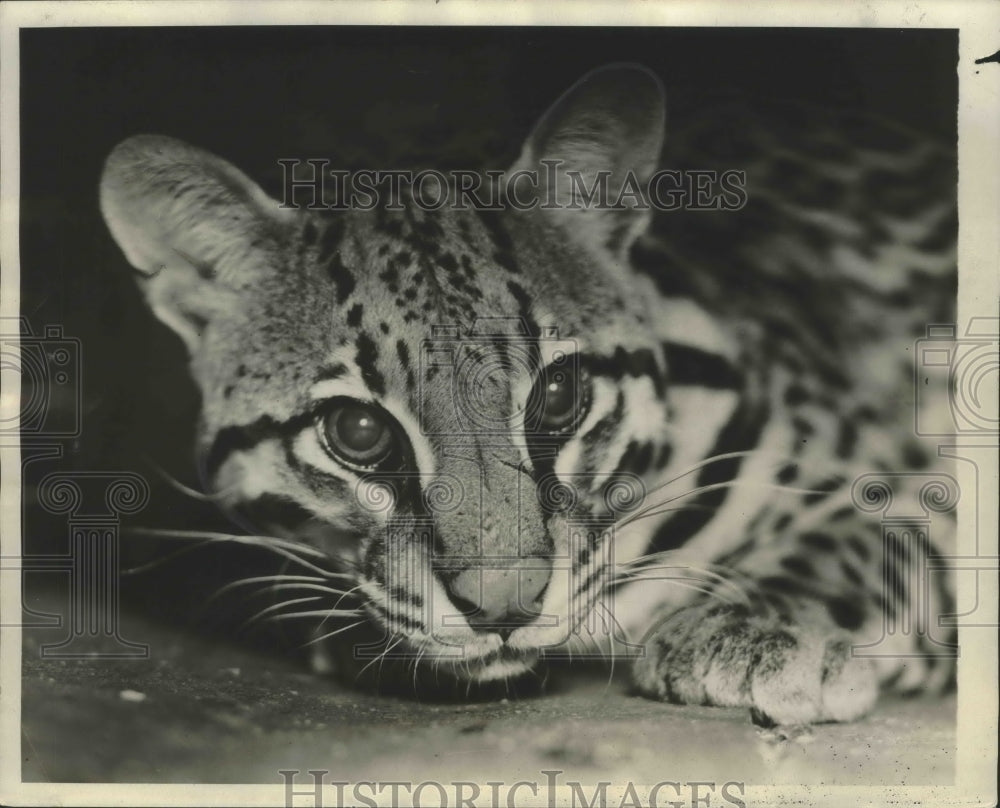 1931 Press Photo Matto Grosso ocelot brought to America by Captain Perfilieff- Historic Images