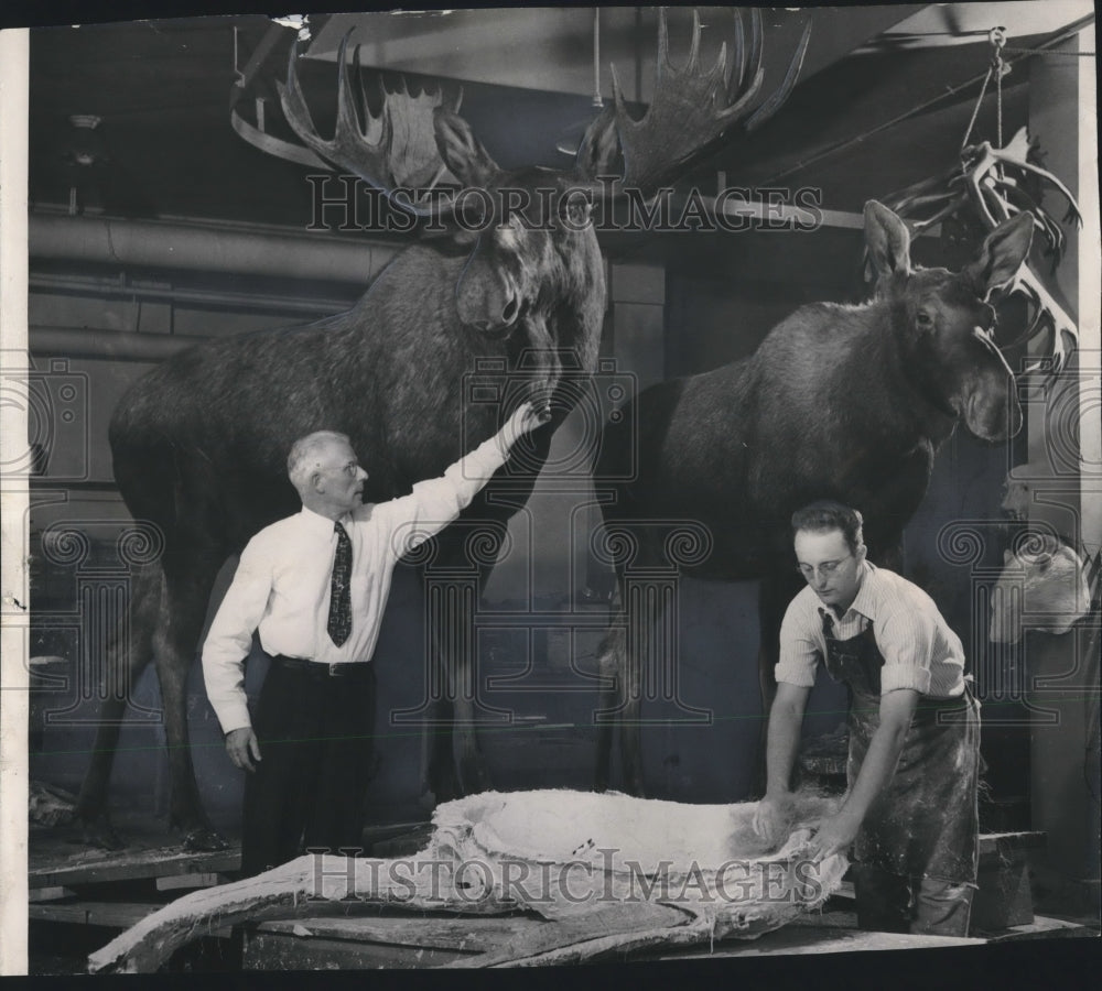 1948 Press Photo Bull and cow Moose from Alaskan expedition for Milwaukee Museum