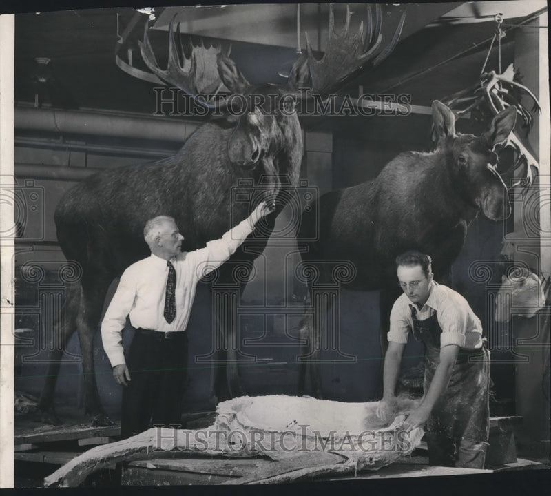 Load image into Gallery viewer, 1948 Press Photo Bull and cow Moose from Alaskan expedition for Milwaukee Museum
