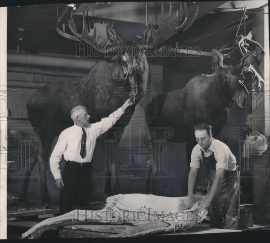 1948 Press Photo Bull and cow Moose from Alaskan expedition for Milwaukee Museum