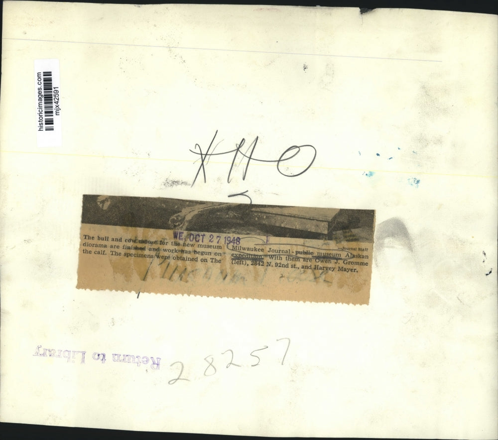 1948 Press Photo Bull and cow Moose from Alaskan expedition for Milwaukee Museum