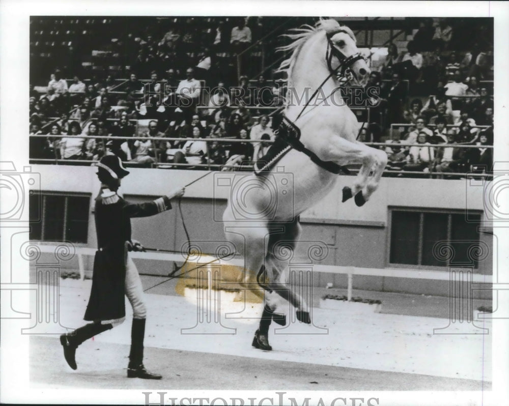 1991 Press Photo Lipizzaner stallion leaps in performance. - mjx42904- Historic Images