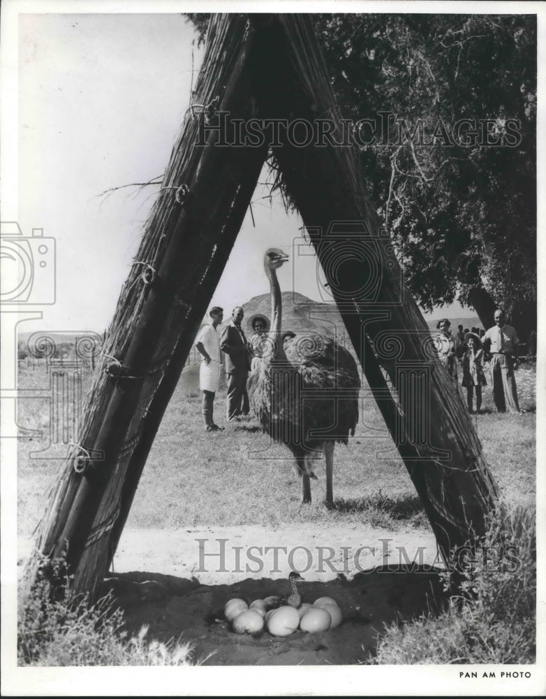 1963 Press Photo Ostrich farm in Cape Town, South Africa - mjx44990- Historic Images