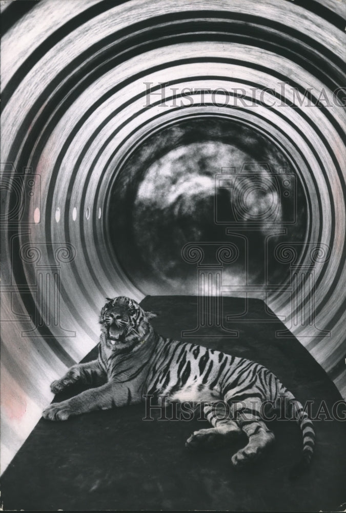 1964 Press Photo Tiger roars from inside a gasoline tank in Verona, New Jersey