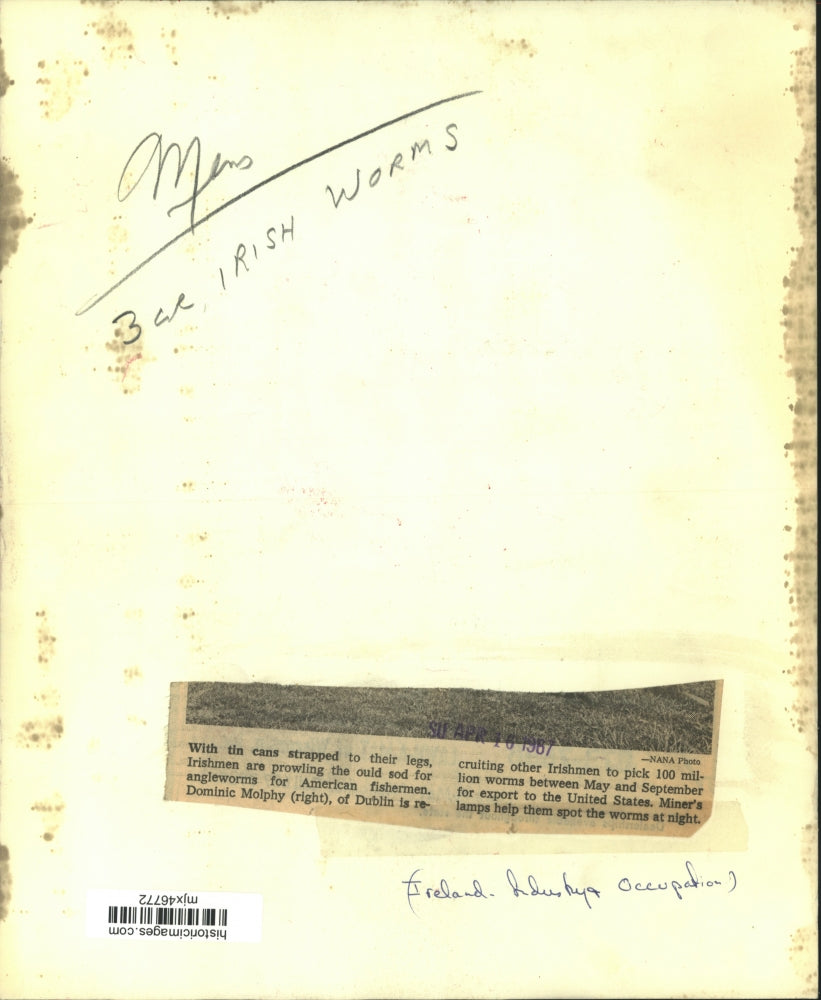 1967 Press Photo Men gathering angleworms in Ireland for American fishermen.