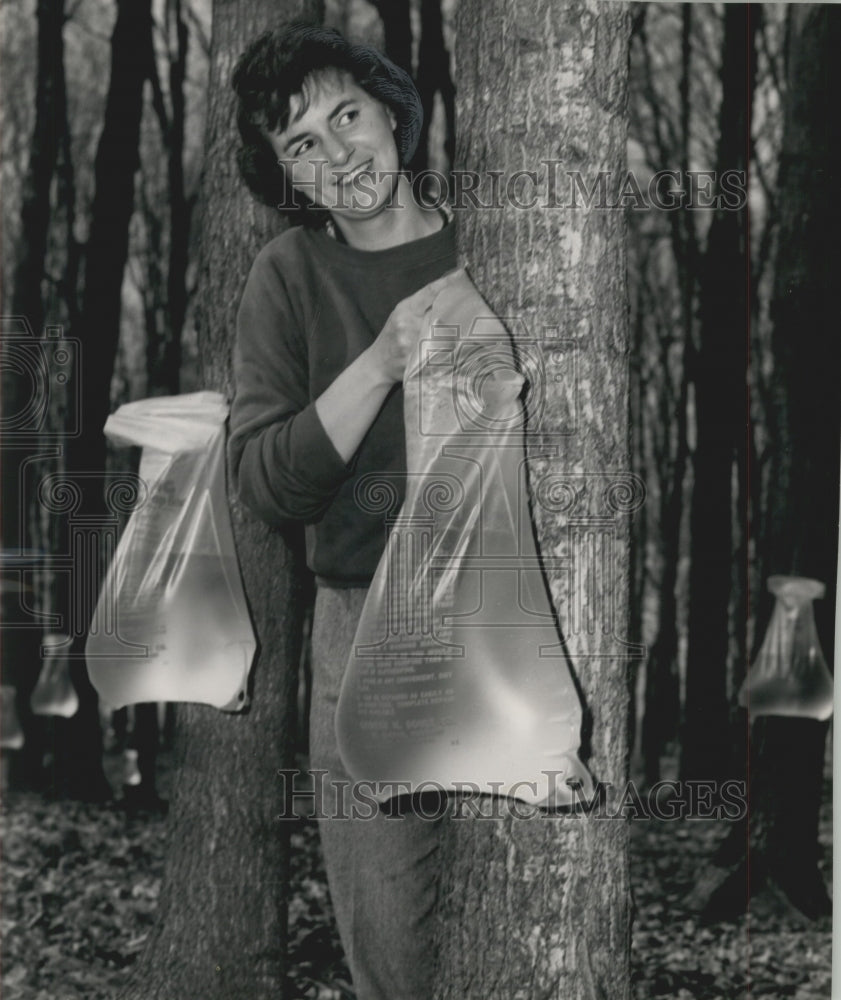 1954 Press Photo Mrs. Gerald Tesnow Drains Sap From Maple Tree - mjx48419- Historic Images