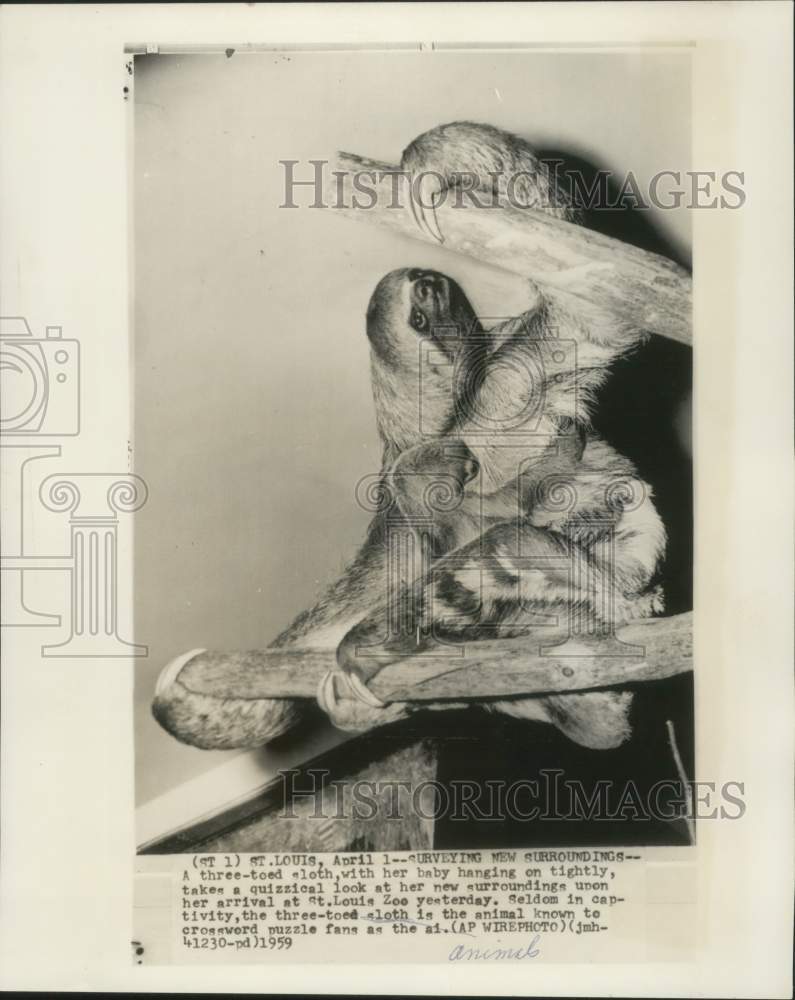 1959 Press Photo Three-toed Sloth with Baby at St. Louis Zoo- Historic Images