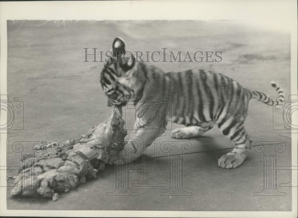 1951 Press Photo Gara, The Little Tiger - mjx50122- Historic Images