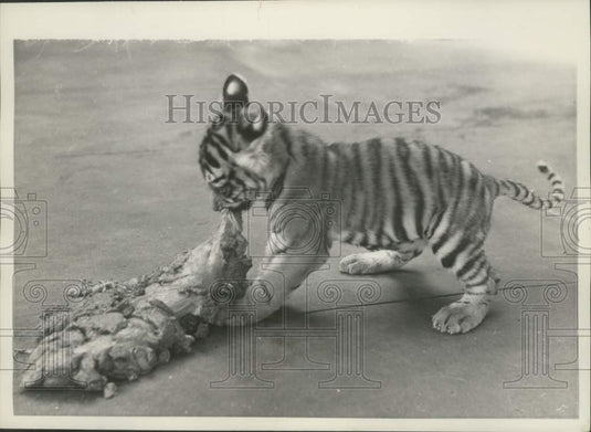 1951 Press Photo Gara, The Little Tiger - mjx50122- Historic Images