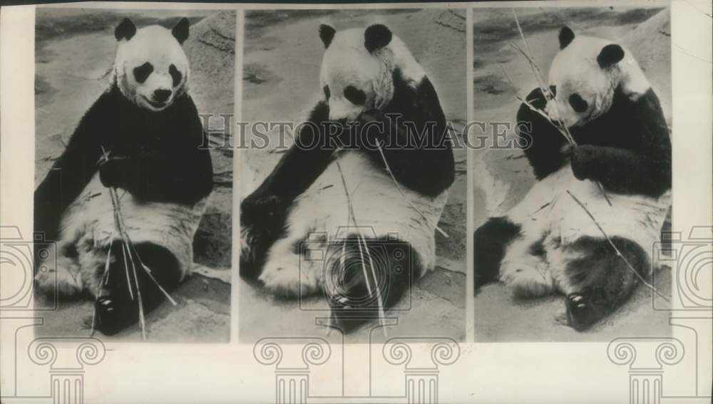 1964 Press Photo Giant panda Chi Chi at the London Regents park zoo - mjx50234- Historic Images