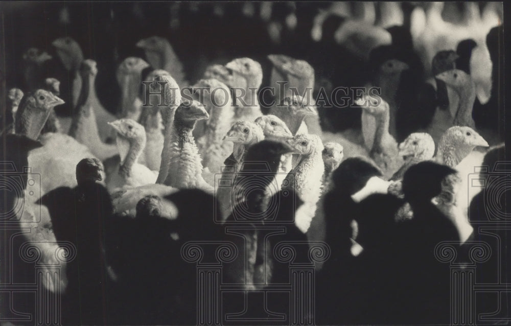 1992 Press Photo These birds survived Thanksgiving, but to Christmas?- Historic Images