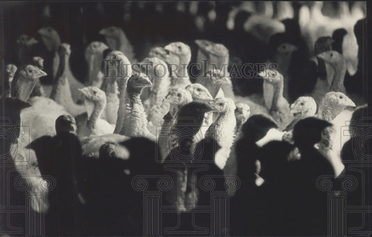 1992 Press Photo These birds survived Thanksgiving, but to Christmas?- Historic Images