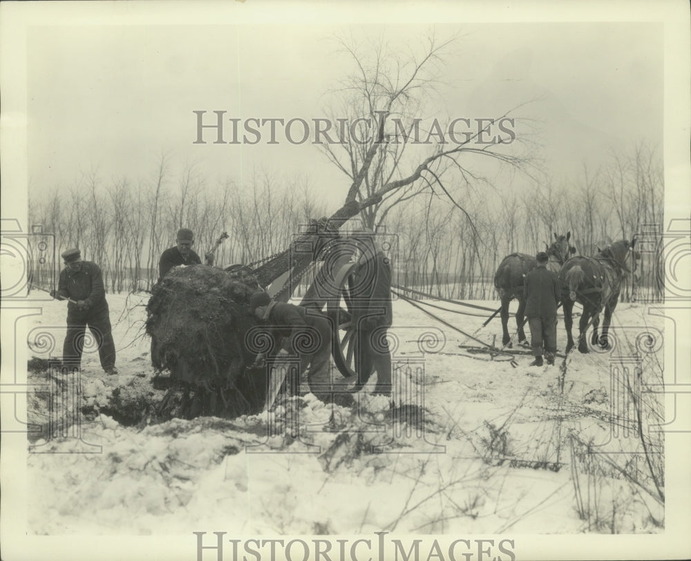 1930 Press Photo Sheboygan, Wisconsin Officials Transplant Mature Trees to Park- Historic Images