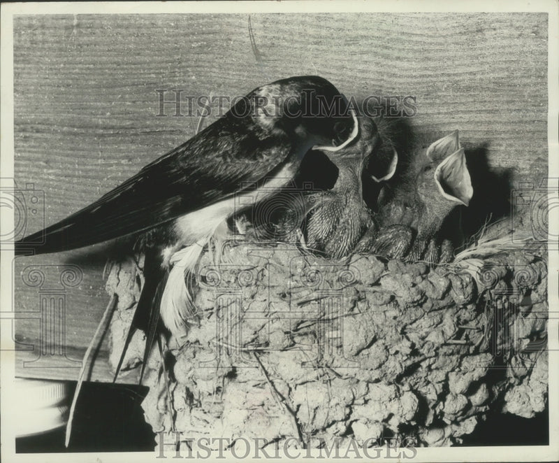 Load image into Gallery viewer, 1966 Press Photo Mother Barn Swallow Feeds Chicks in Inverness, California
