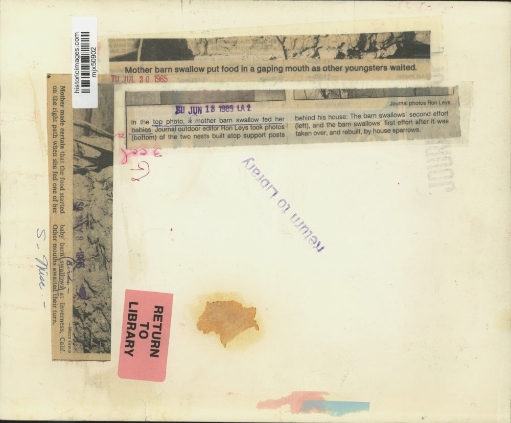 1966 Press Photo Mother Barn Swallow Feeds Chicks in Inverness, California