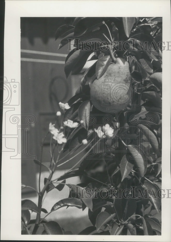 1960 Press Photo Pear Tree Blooming and Producing Pears- Historic Images