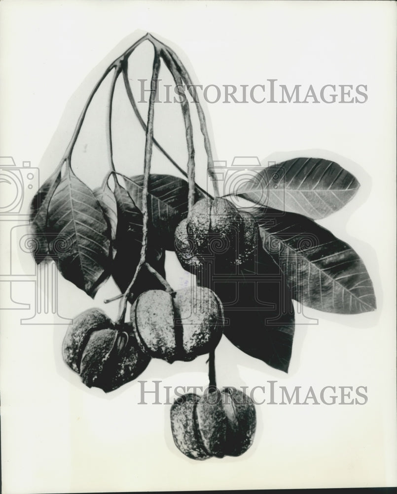 1942 Press Photo Hevea Seeds From Brazil, Produce Quality Rubber,- Historic Images