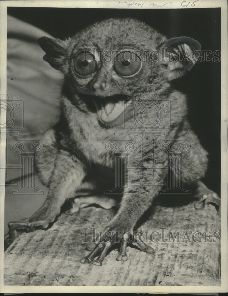 1947 Press Photo A tarsier from the Philippines at the Bronx Zoo, New York City- Historic Images