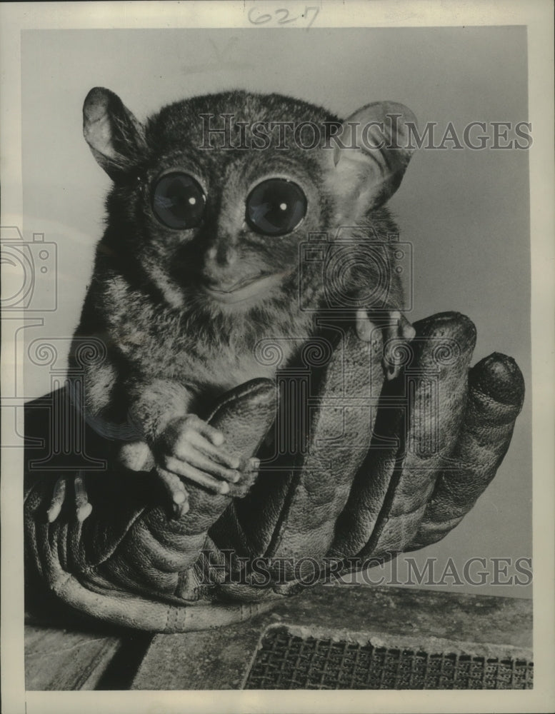 1947 Press Photo One of three Philippines-native tarsiers at London Zoo, England- Historic Images