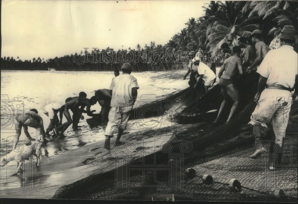 1965 Press Photo Fisherman haul in their catch on the Island of Tobago.