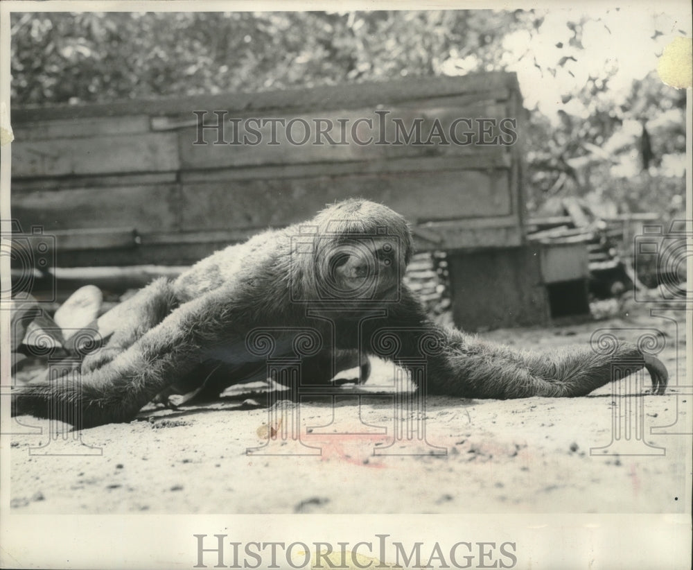 1956 Press Photo A sloth, native to Brazil, relaxes on the ground at a zoo