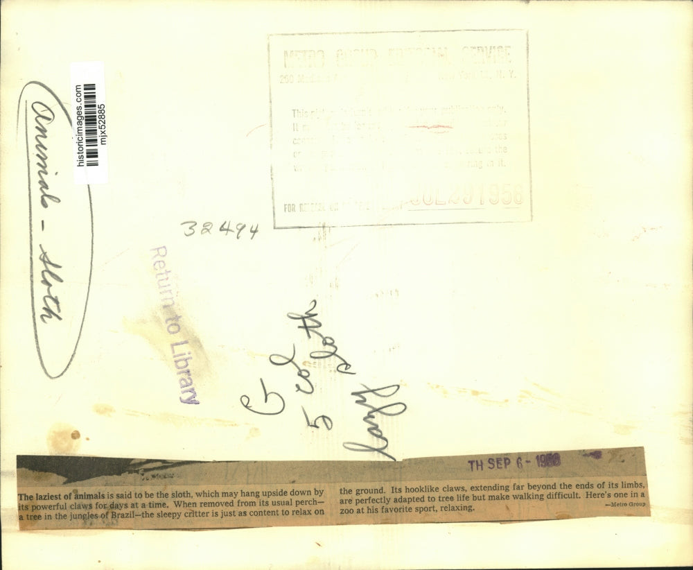 1956 Press Photo A sloth, native to Brazil, relaxes on the ground at a zoo