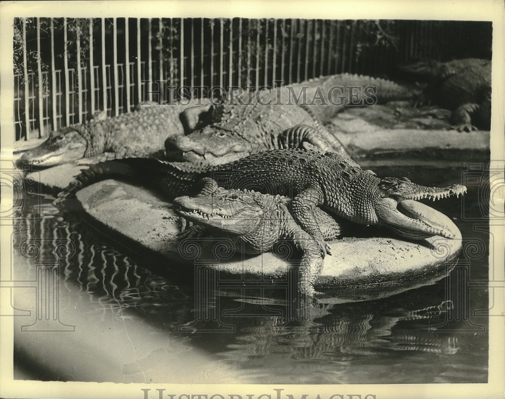 1935 Press Photo Alligators enjoying the sunshine at the Washington DC zoo.- Historic Images