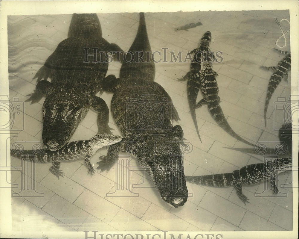 1935 Press Photo These Florida alligators are now living in the New York zoo.- Historic Images