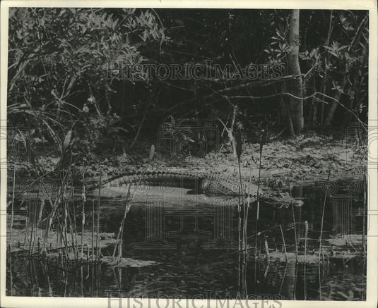 1964 Press Photo Alligator on bank of the Weekiwachi River, West Central, Fl- Historic Images
