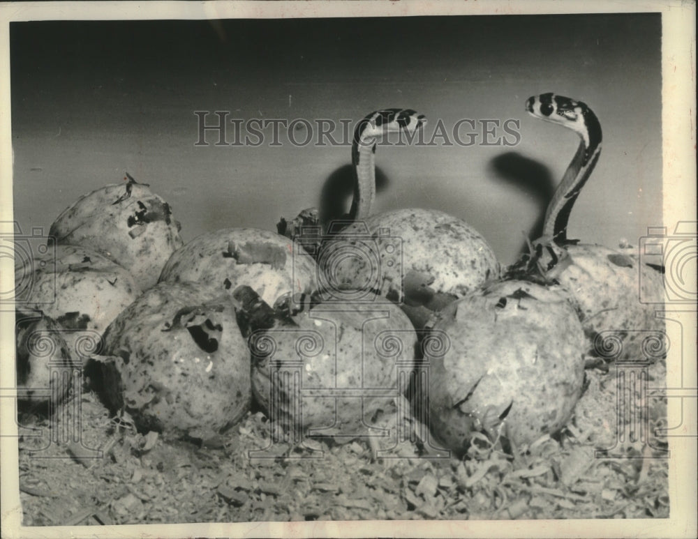 1957 Press Photo Two Baby King Cobras Hatch Simultaneously at the Bronx Zoo- Historic Images